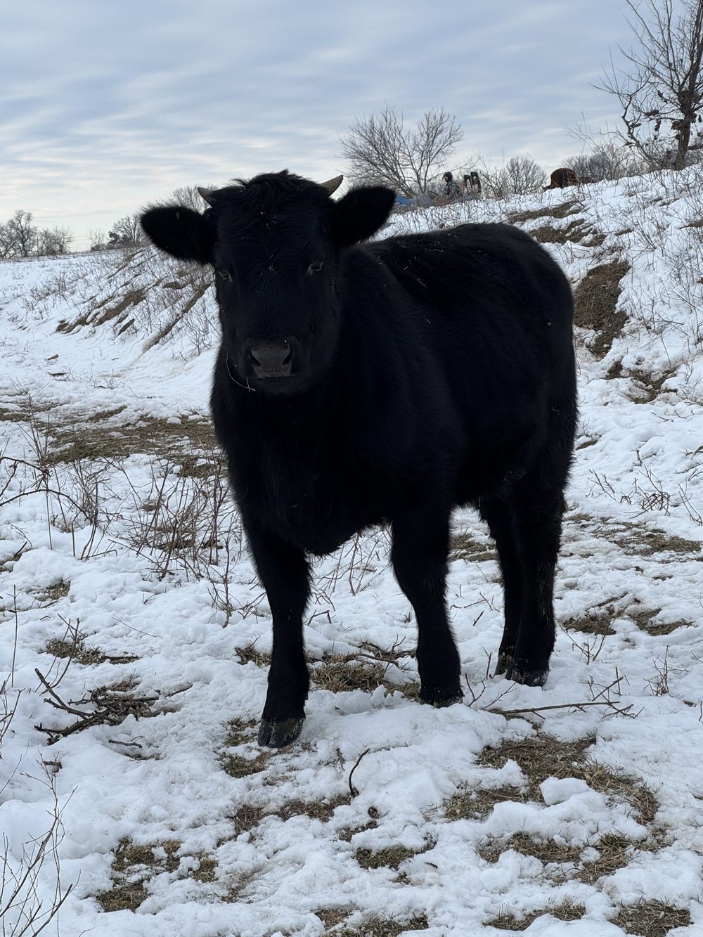 A young black calf standing in the snow on the hillside
