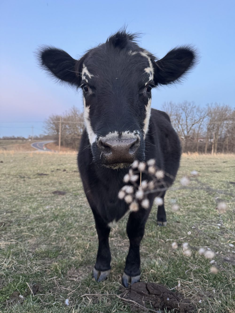 A black calf with white face markings, nose to nose with fluffy seed heads