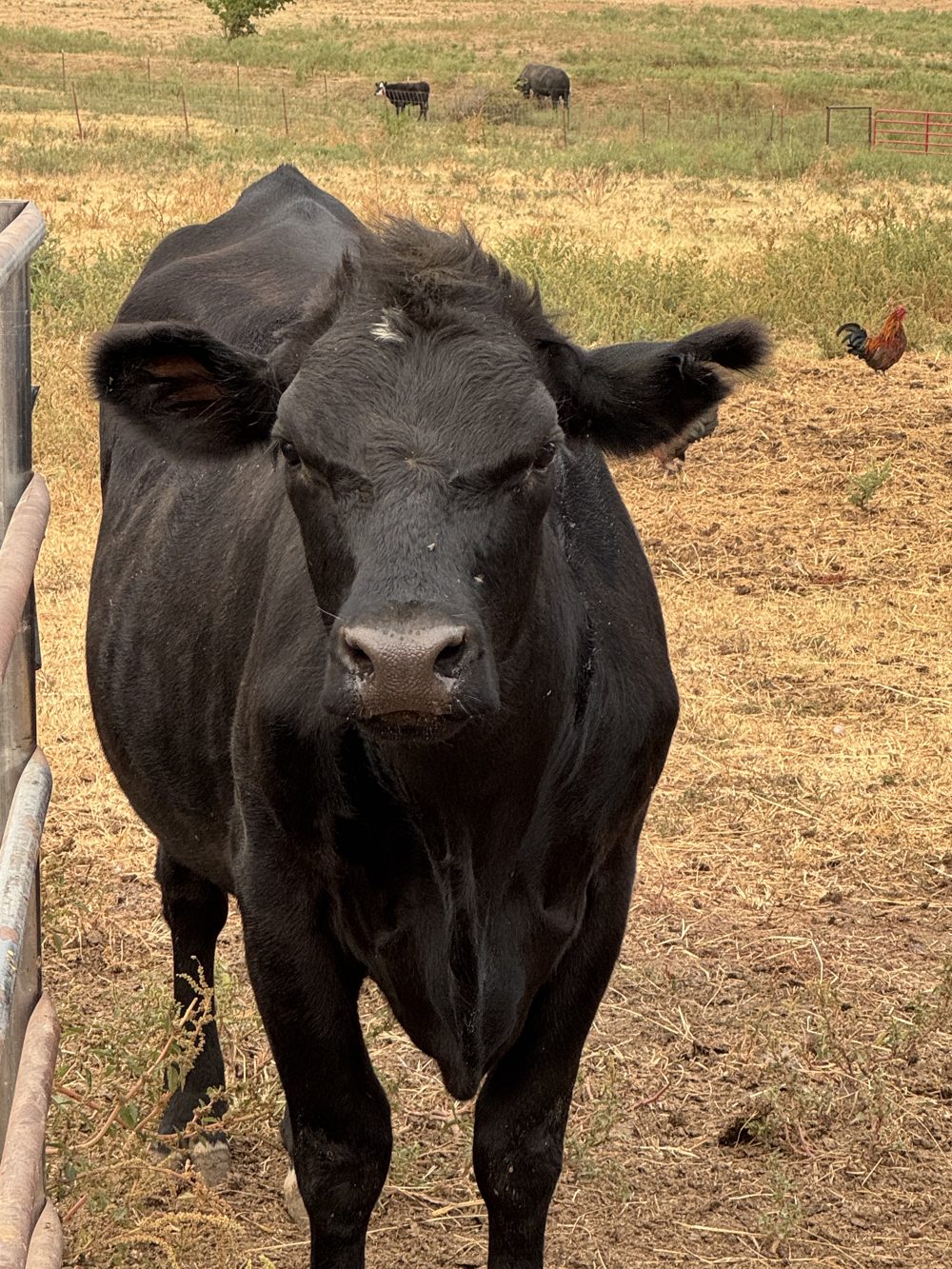 A black cow by the fence, with a rooster behind her