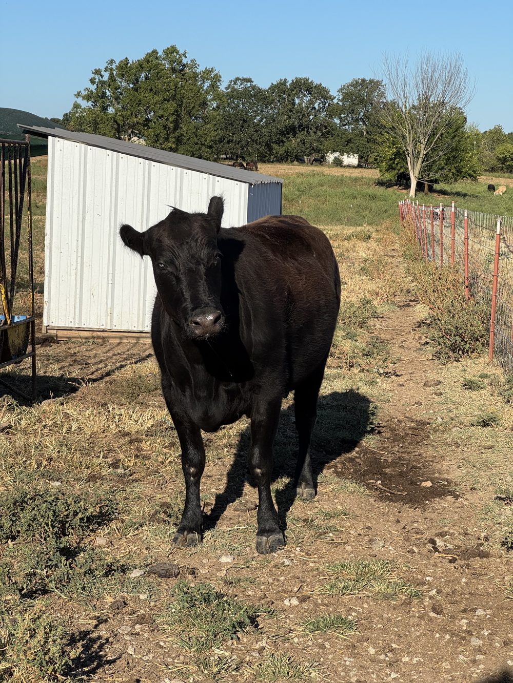 A black cow standing on the path by the white shed