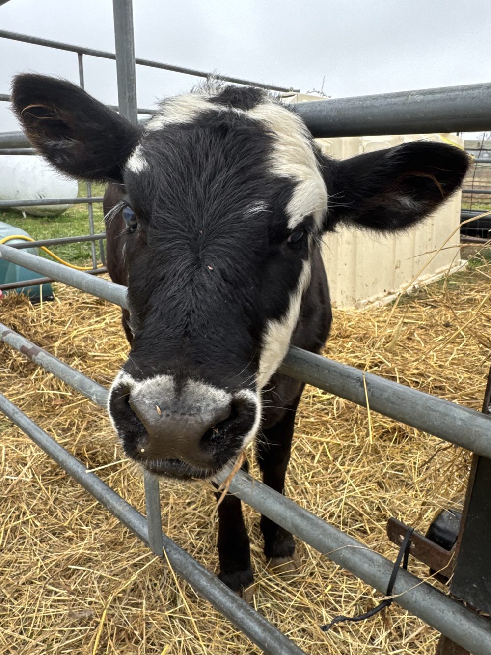 A black and white calf poking its nose through the gate