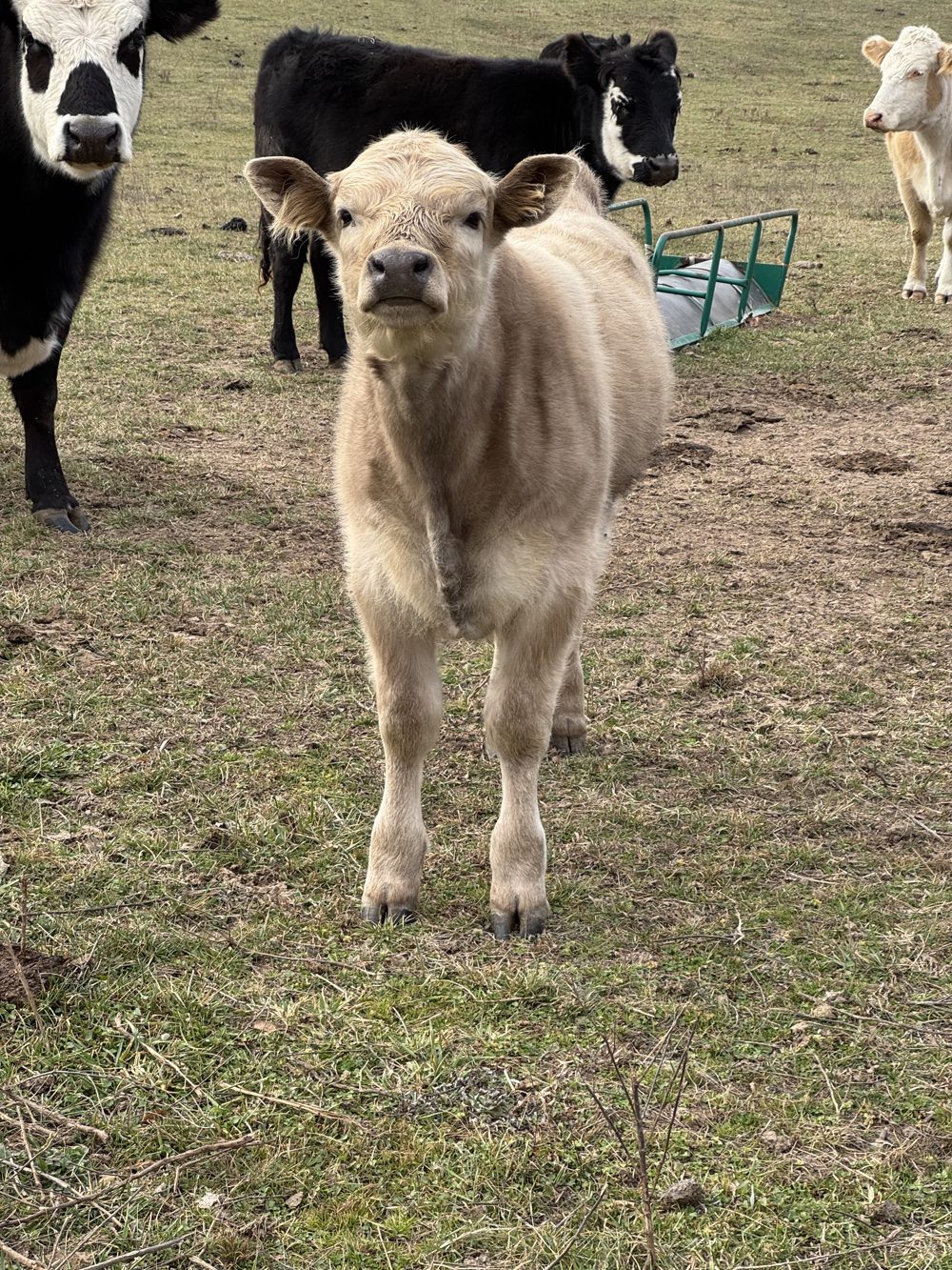 A fluffy cream-colored calf standing in the pasture