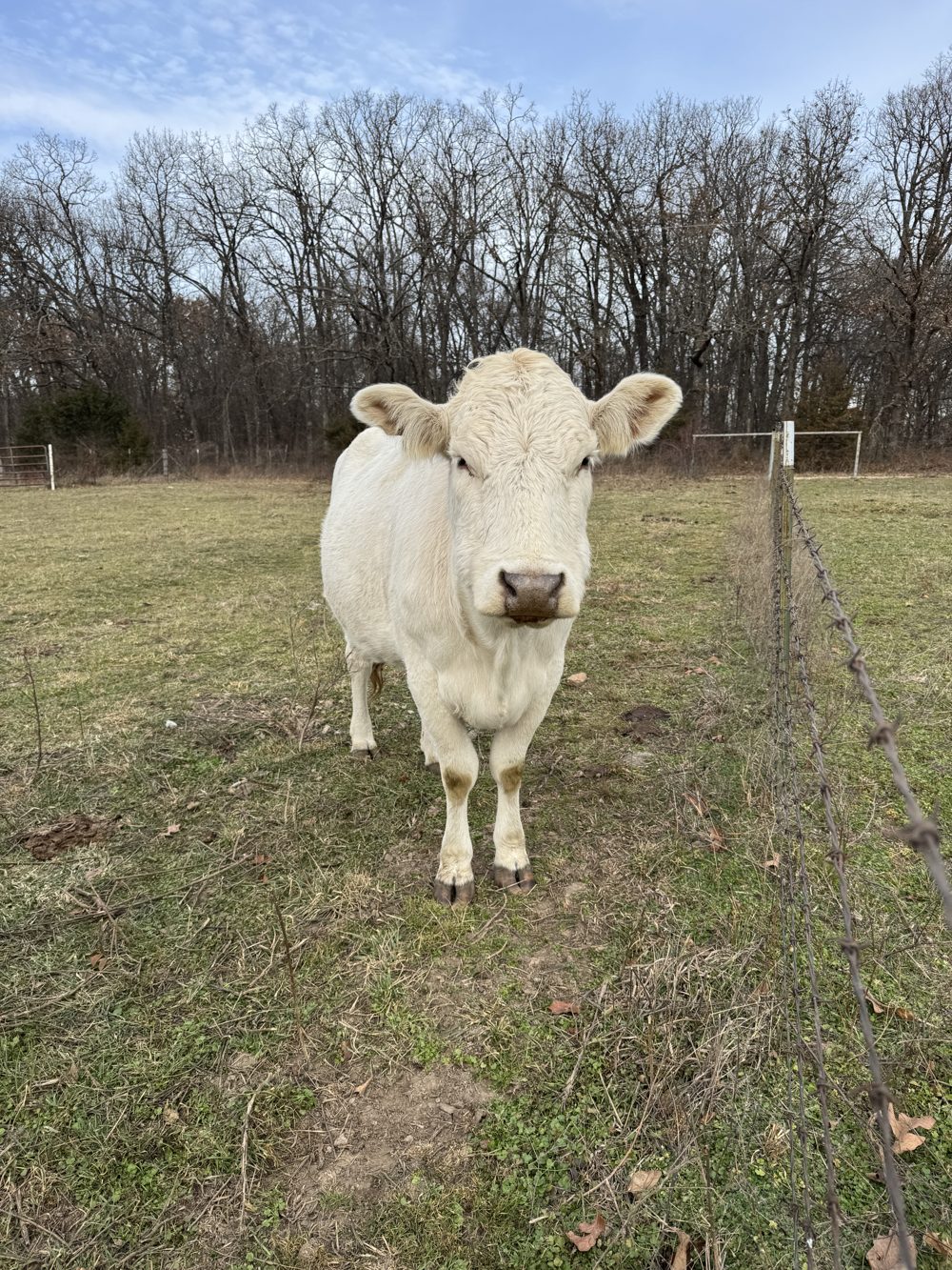 A white cow standing along the fence line