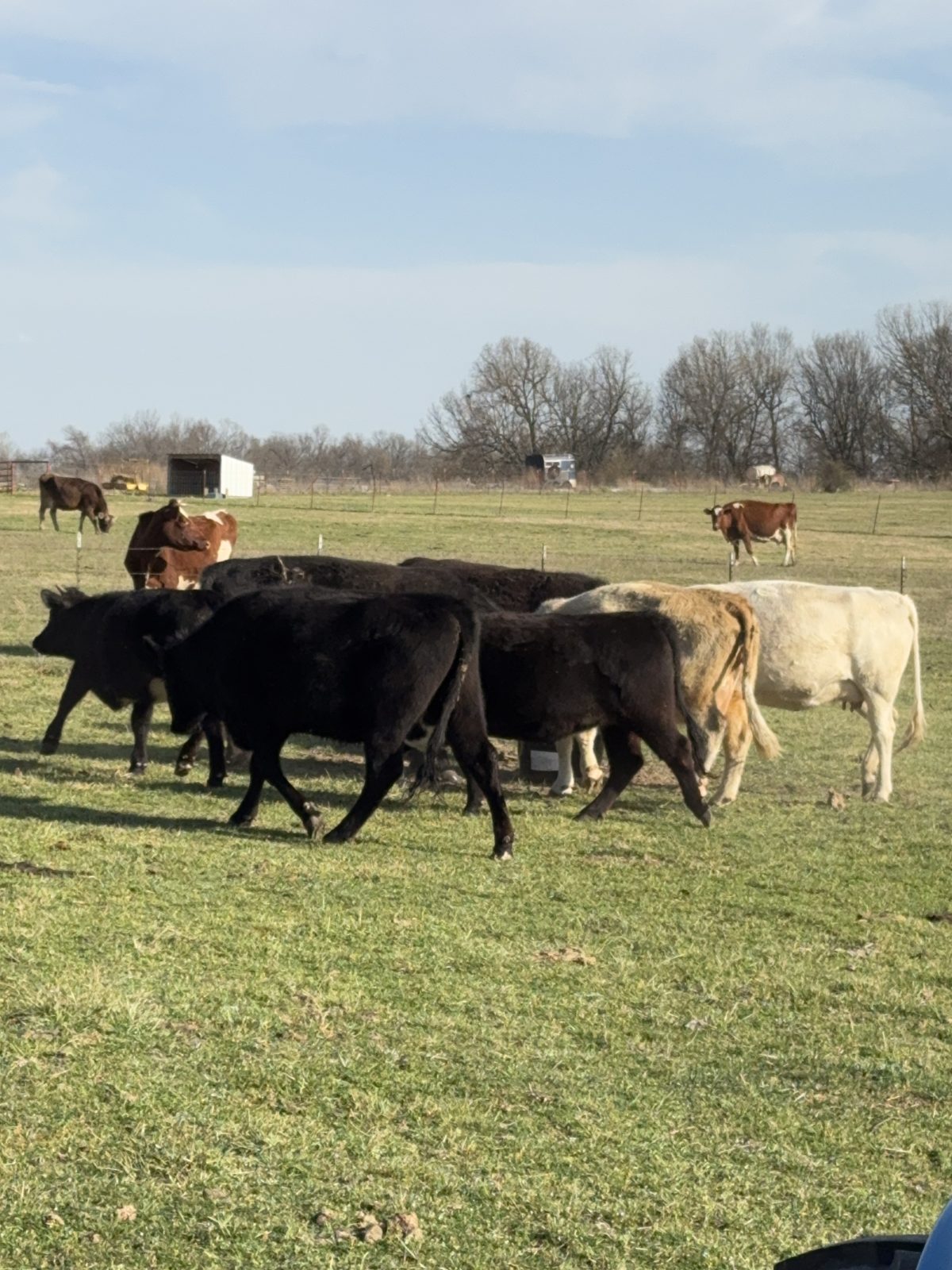 Our beef herd grazing together on green pasture