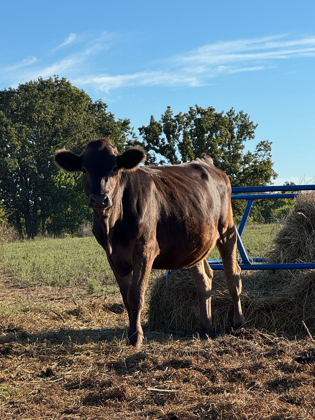 One of our cows standing by the hay feeder in the afternoon sun