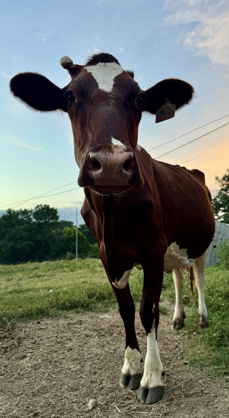 Evangeline, a red and white milk cow, looking into the camera at sunset