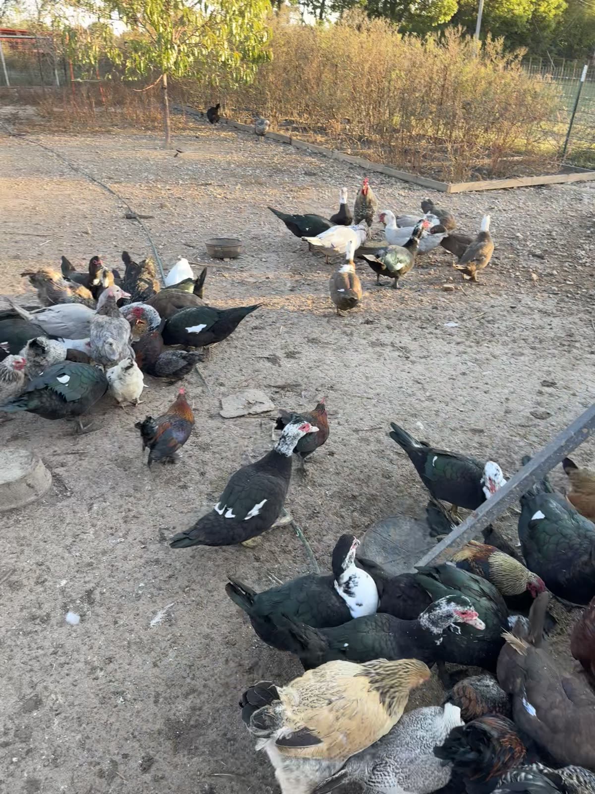 Chickens, Muscovy ducks, and guineas gathered for breakfast