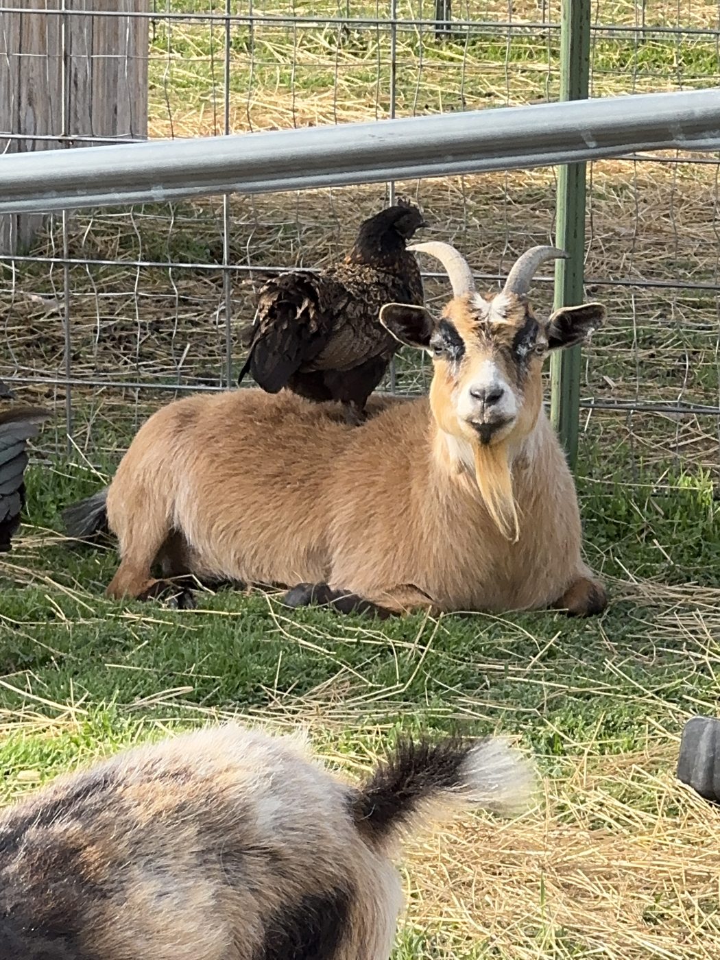 A tan goat lying in the grass with a hen perched on her back