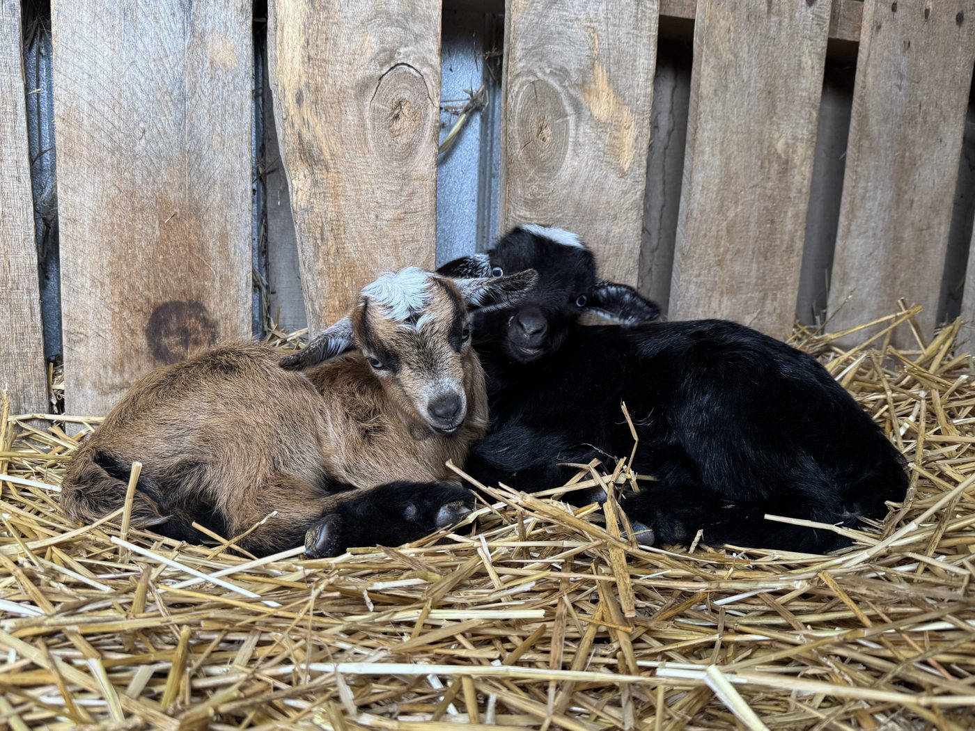 Two baby goats, one brown and one black, curled up together in the straw
