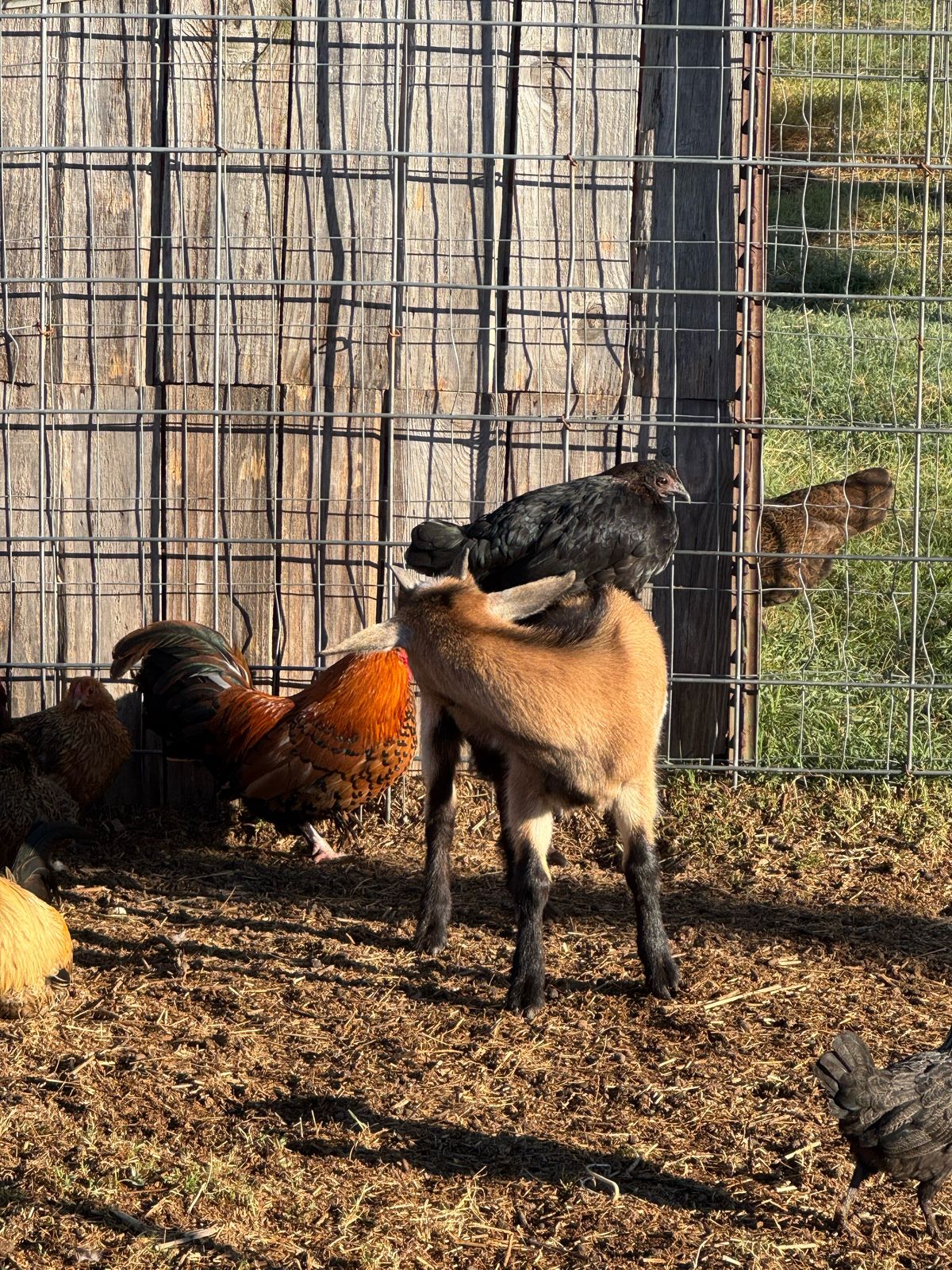 A black hen riding on a young goat's back