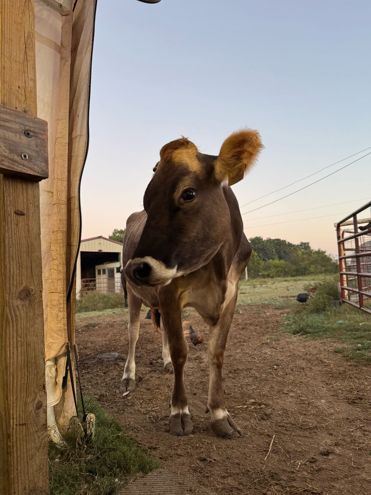 A Jersey cow looking around the barn door at dusk