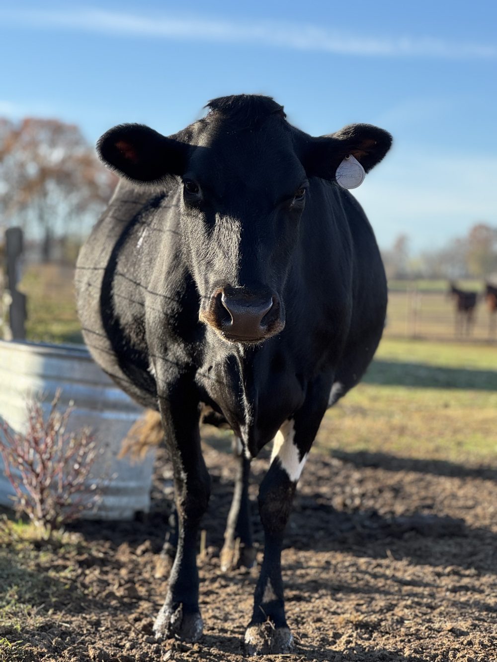 Judy, a black milk cow, standing in the sunny paddock