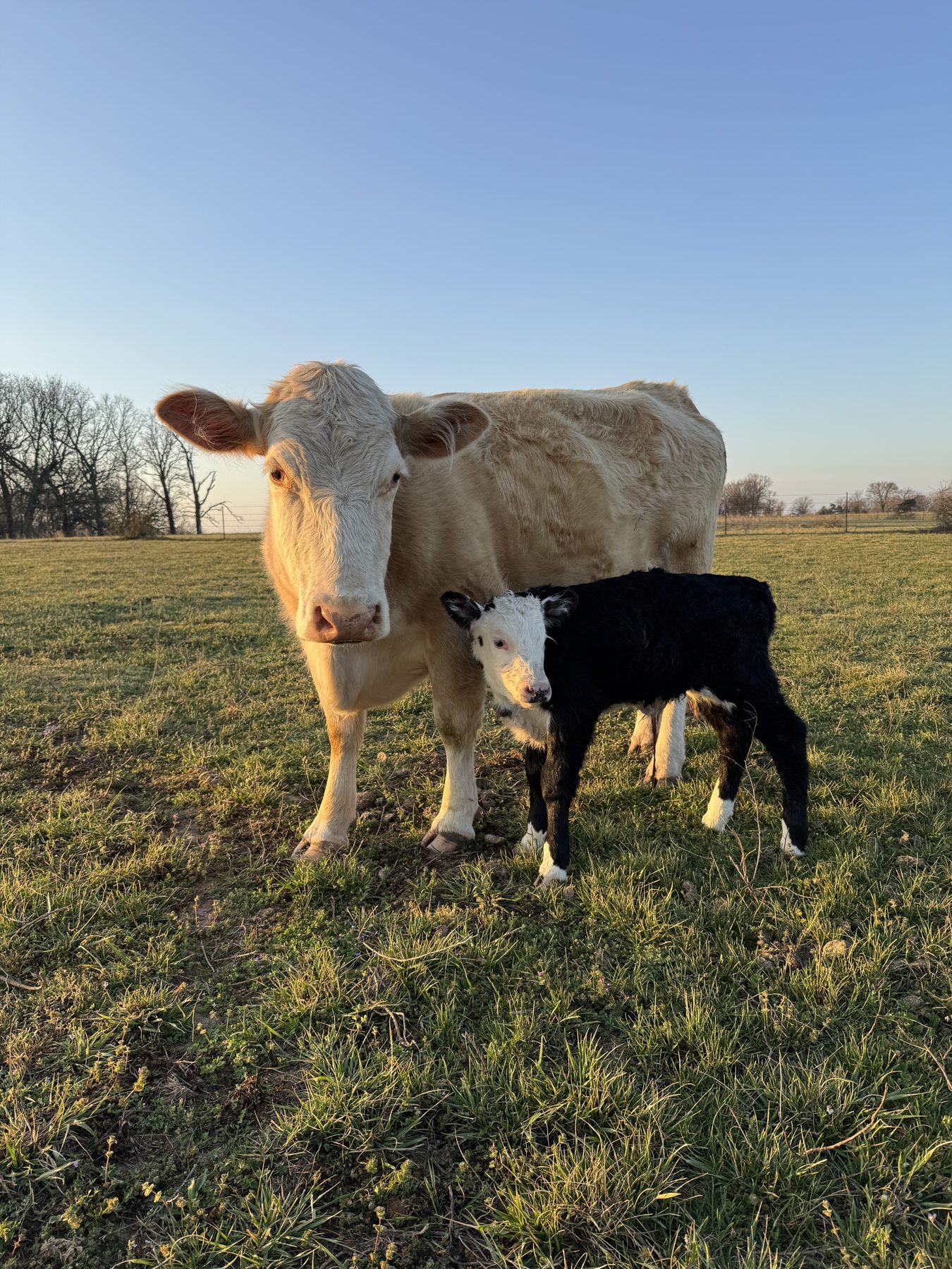 Maddie, a cream-colored cow, standing with her black and white calf in the pasture