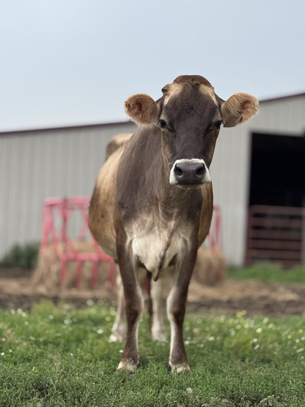 Maizey, a Jersey milk cow, standing in the grass by the barn