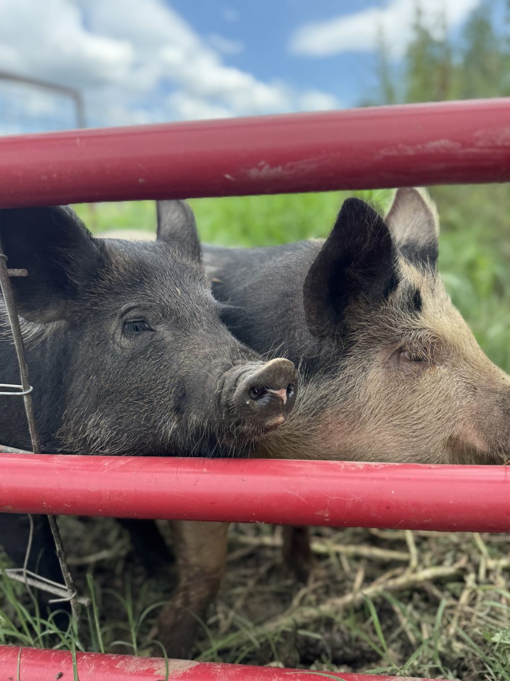 Two pigs peeking through the red gate rails